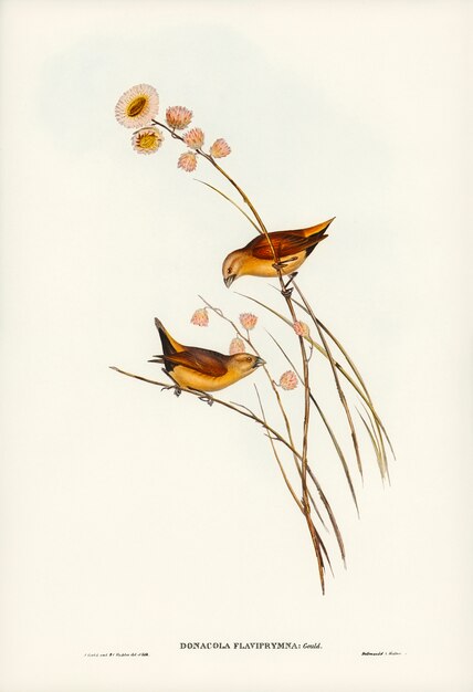 Fringillide a grana gialla (Donacola flaviprymna, Gould) illustrato da Elizabeth Gould