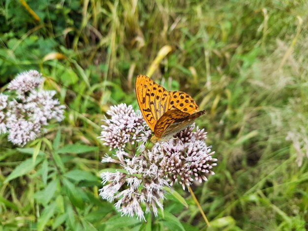 Fritillary lavato d'argento che si siede sulla pianta di canapa-agrimonia