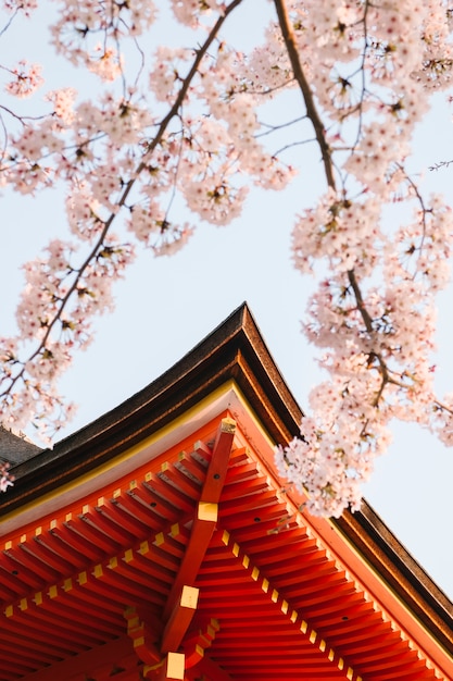 frontone di tempio e sakura