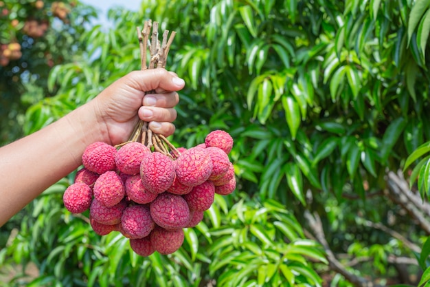 frutta al litchi