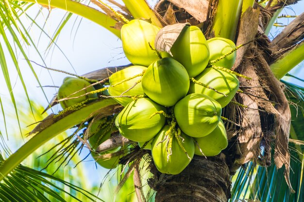 Frutta di cocco