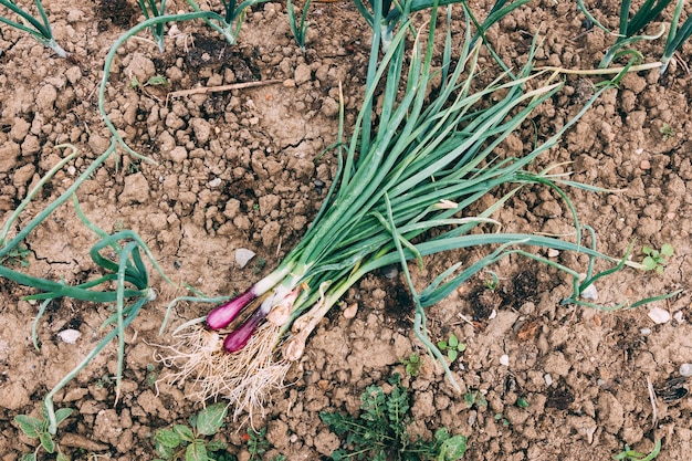 Frutteto e concetto di fattoria