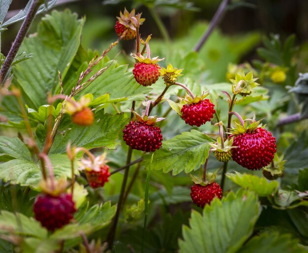 Frutti a bacca rossa da vicino