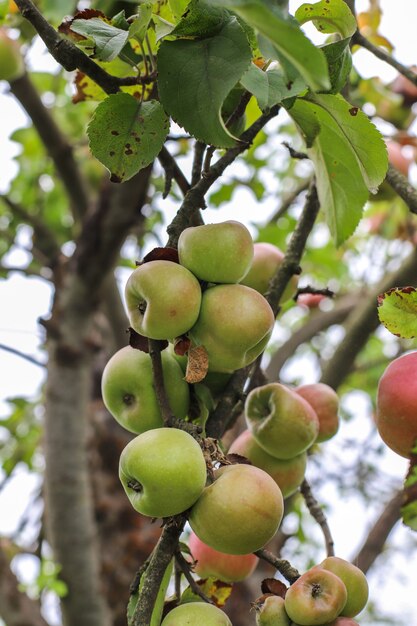 Frutti autunnali appesi a un ramo di un albero in giardino.