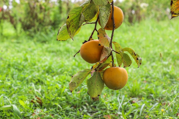 Frutti autunnali appesi a un ramo di un albero in giardino.