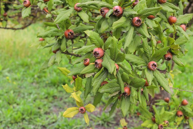 Frutti autunnali appesi a un ramo di un albero in giardino.