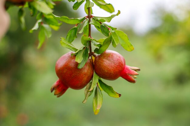 Frutti autunnali appesi a un ramo di un albero in giardino.