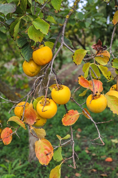 Frutti autunnali appesi a un ramo di un albero in giardino.