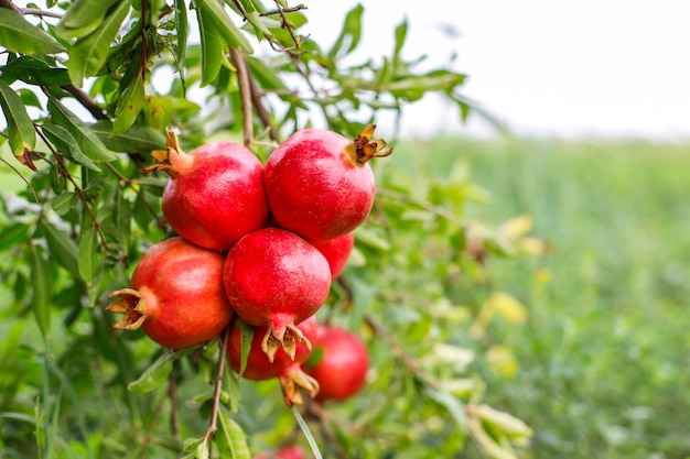 Frutti autunnali appesi a un ramo di un albero in giardino.