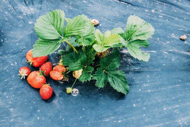 Frutti della fragola che si trovano vicino alla pianta