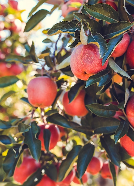 Frutti rossi della mela sulla fine dell'albero su