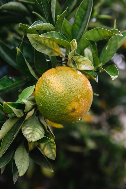 Frutto giallo su foglie verdi