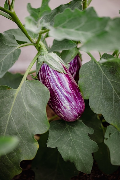 Frutto tondo viola su foglie verdi