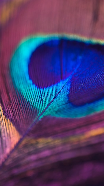 Full frame della superficie colorata lucida piuma di pavone