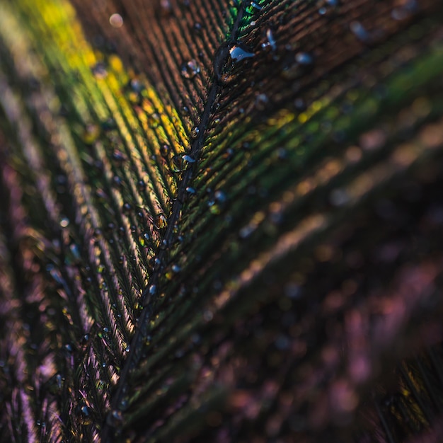 Full frame di colorato lucido piuma di pavone con gocce d&#39;acqua