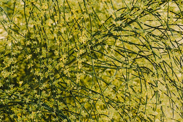 Full frame di fiori gialli sulla pianta