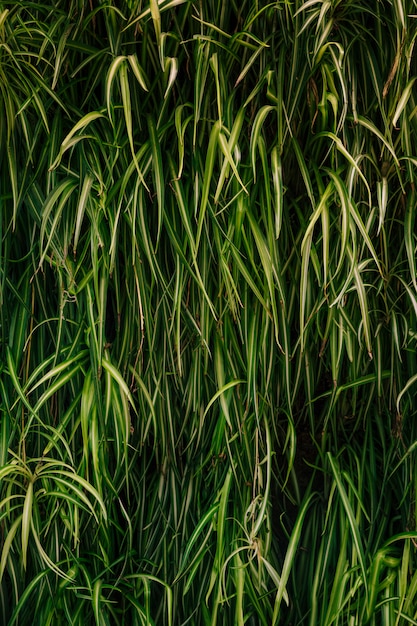 Full frame di foglie verdi sfondo
