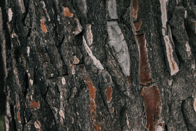 Full frame di macro corteccia di albero trama