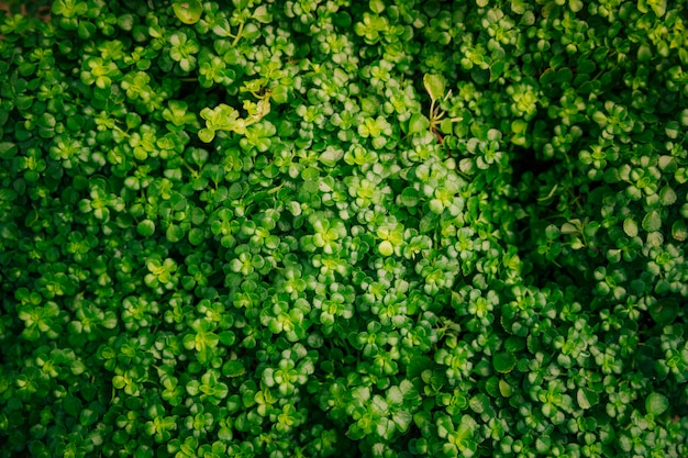 Full frame di piccole foglie verdi sullo sfondo