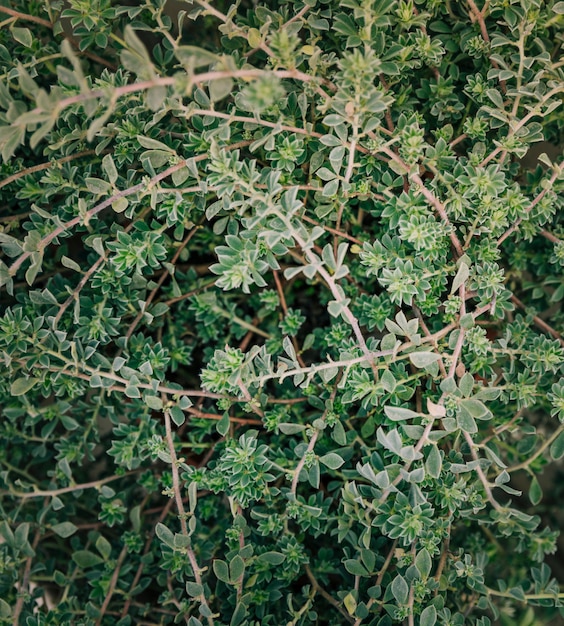 Full frame di ramoscelli con foglie verdi