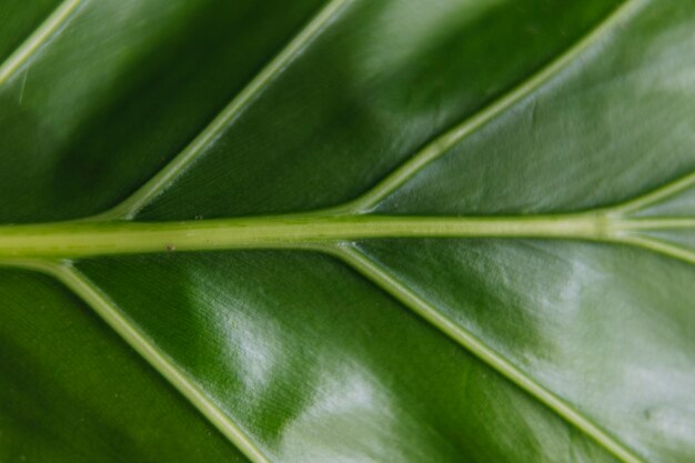 Full frame shot di vena verde foglia