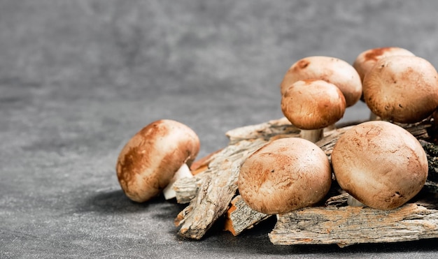 Funghi champignon marrone reale su sfondo scuro. Primo piano, fuoco selettivo