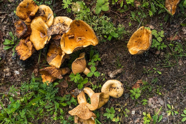 Funghi di vista superiore nella foresta
