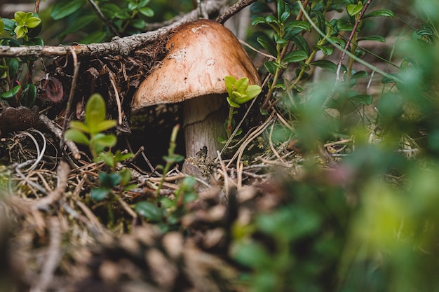 Funghi freschi strisciano fuori dal terreno