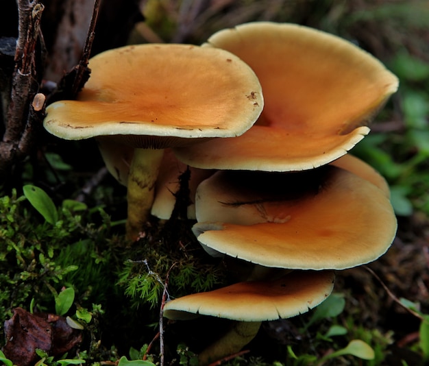 Funghi nel mezzo di una foresta tropicale