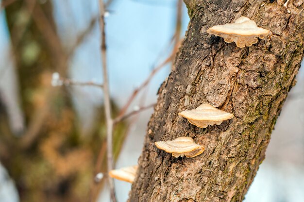 Funghi sull&#39;albero. Un pezzo di un tronco d&#39;albero con un fungo di legno. Faggio e funghi su un albero