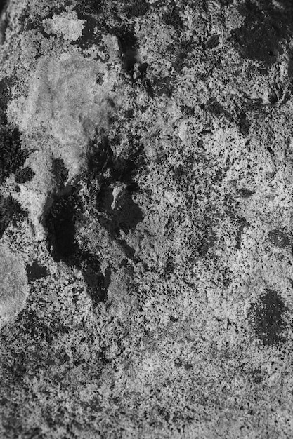 Fungo e lichene in bianco e nero su roccia
