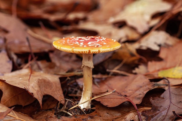 fungo giallo che cresce tra le foglie secche cadute