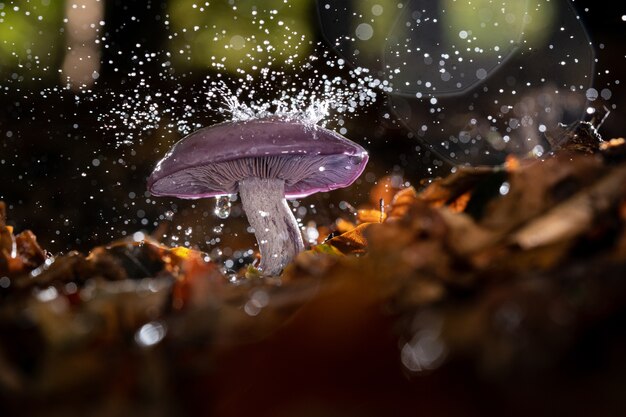 fungo selvatico con gocce d'acqua su di esso che cresce in una foresta