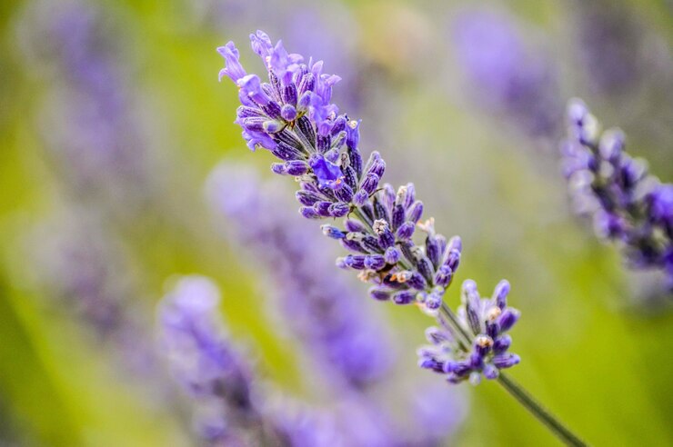 Foto gratuito fuoco poco profondo di un fiore viola in un muro sfocato verde