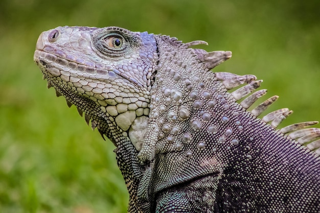 Fuoco poco profondo di un'iguana su sfondo verde sfocato