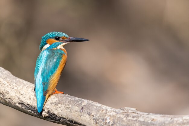 Fuoco poco profondo di un martin pescatore colorato appollaiato su un ramo di albero