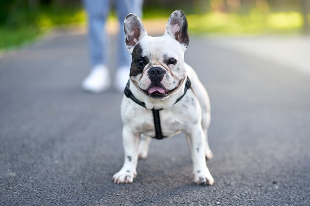 Fuoco selettivo del bulldog francese bianco e marrone adorabile che sta sulla strada e che guarda l'obbiettivo. Proprietario femminile irriconoscibile che tiene animale domestico usando il guinzaglio nel vicolo del parco cittadino. Animali domestici, concetto di animali domestici.