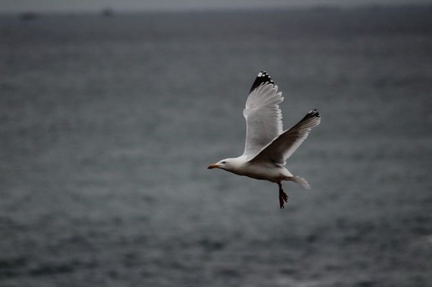 Gabbiano che vola basso sul livello del mare