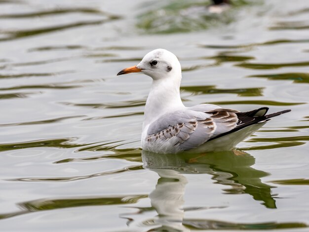 Gabbiano di aringhe europeo bianco sveglio in mezzo al lago