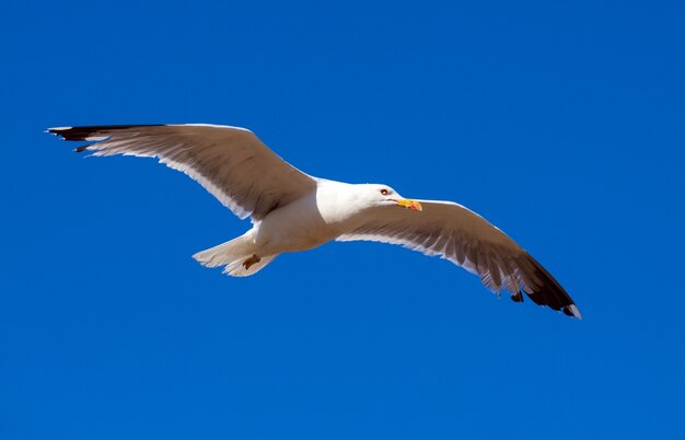 Gabbiano di volo