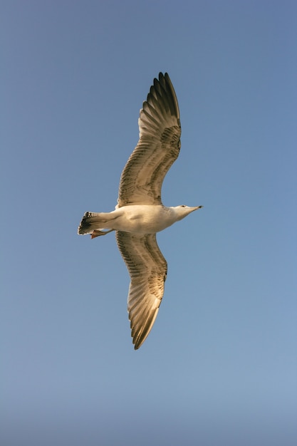 Gabbiano in volo