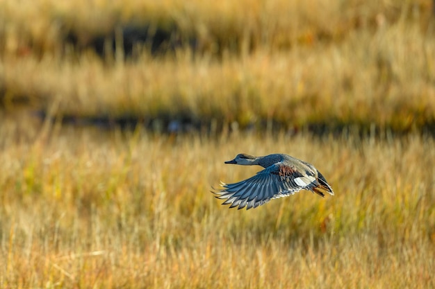 Gadwall in uscita dalla palude nell'East Lyme Connecticut