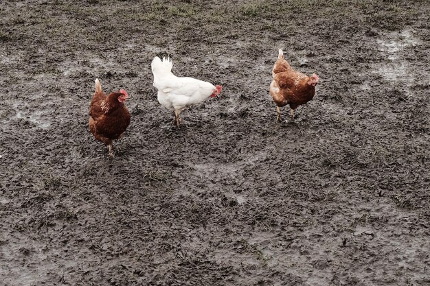 Galli e galline in una fattoria su un fango