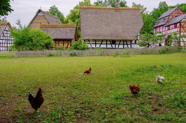 Galline di pollo sull'erba nel museo a cielo aperto nel villaggio di Kommern, zona Eifel, Germania