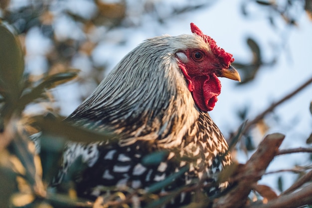 Gallo bianco e nero