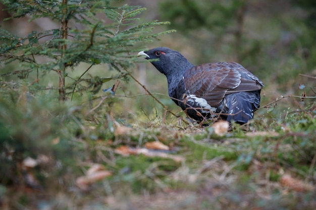 Gallo cedrone selvatico molto raro nell'habitat naturale