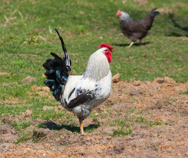 Gallo