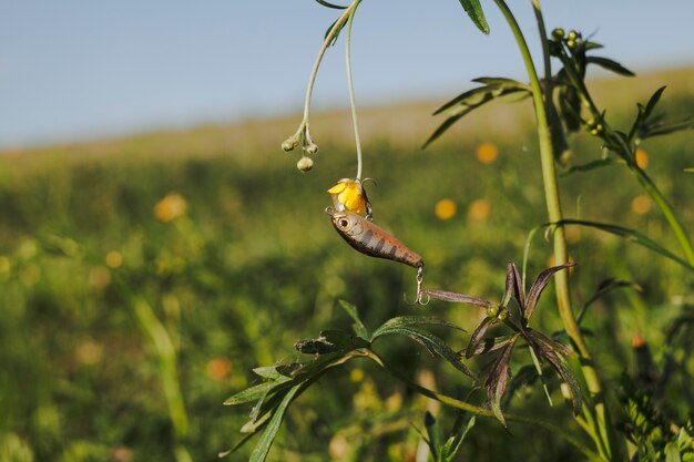 Gancio di pesca che appende sulla pianta del fiore giallo