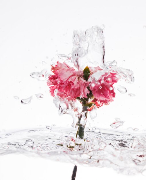 Garofano rosa che cade nell&#39;acqua