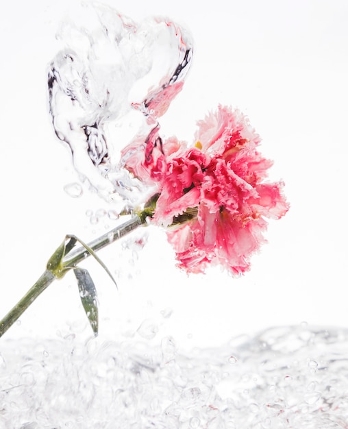 Garofano rosa che cade nell&#39;acqua